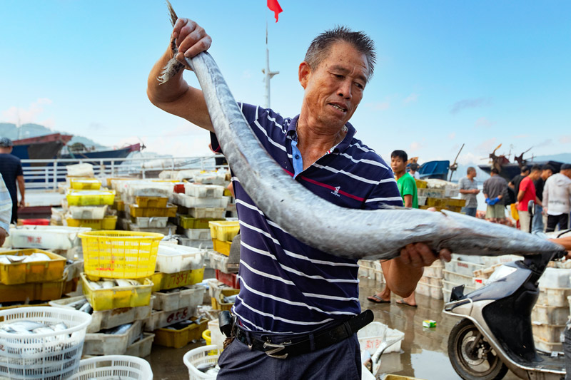 在陽江海陵島閘坡漁港碼頭，滿載而歸的漁民正在分類過稱漁貨。譚云勇 攝