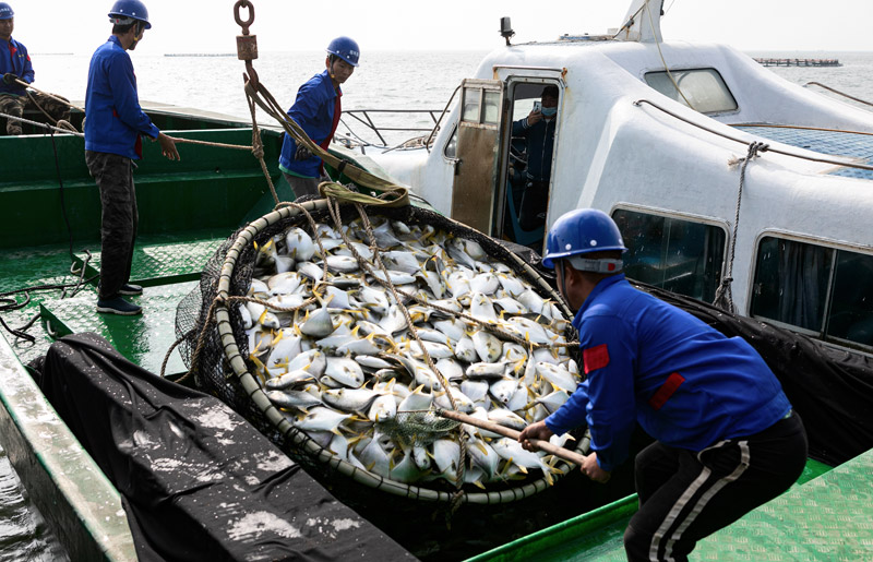 湛江東海島深水網(wǎng)箱養(yǎng)魚(yú)豐收。彭鎮(zhèn)強(qiáng) 攝