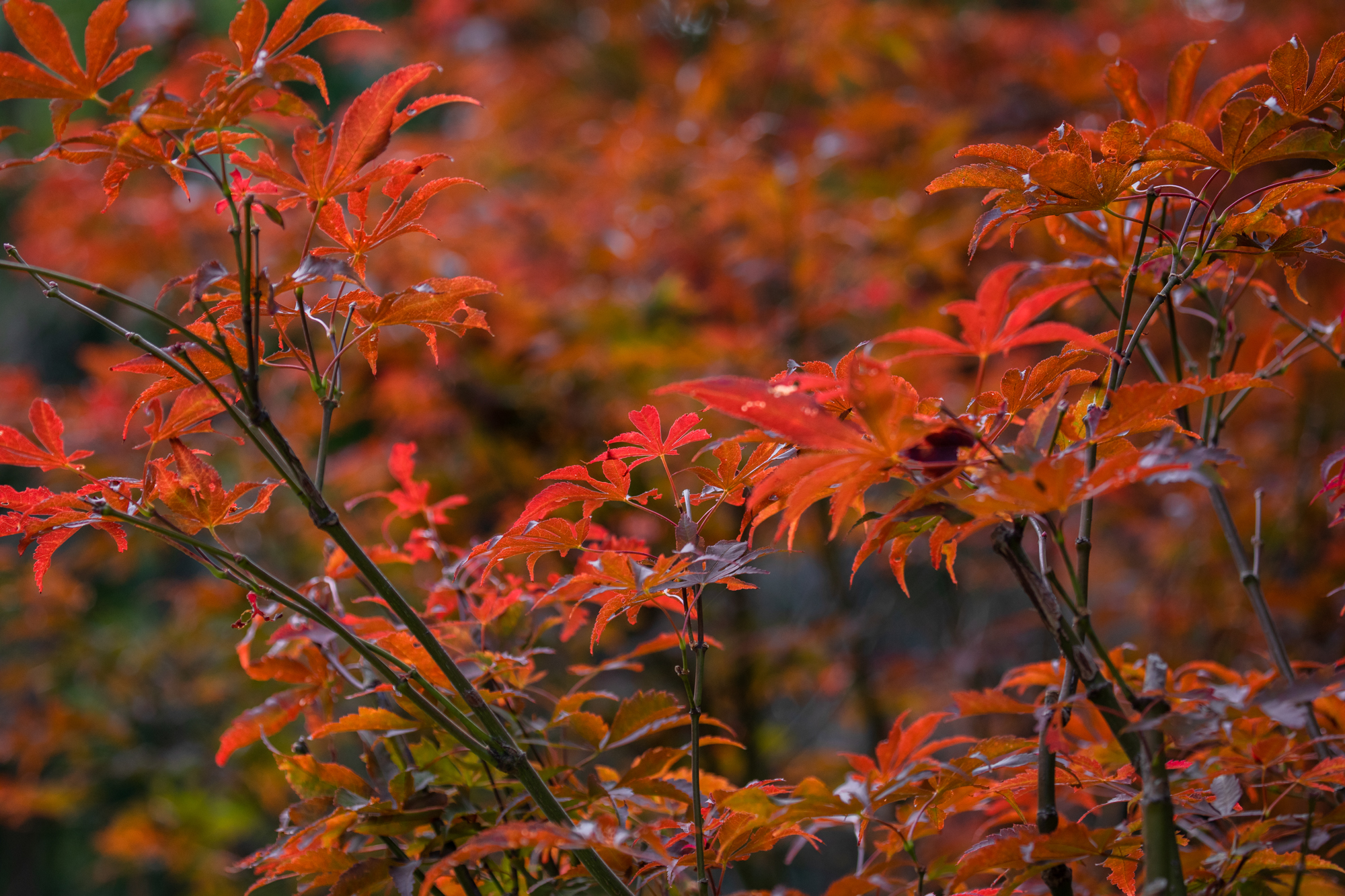 楓葉如漫山紅霞。供圖：廣東省林業(yè)局