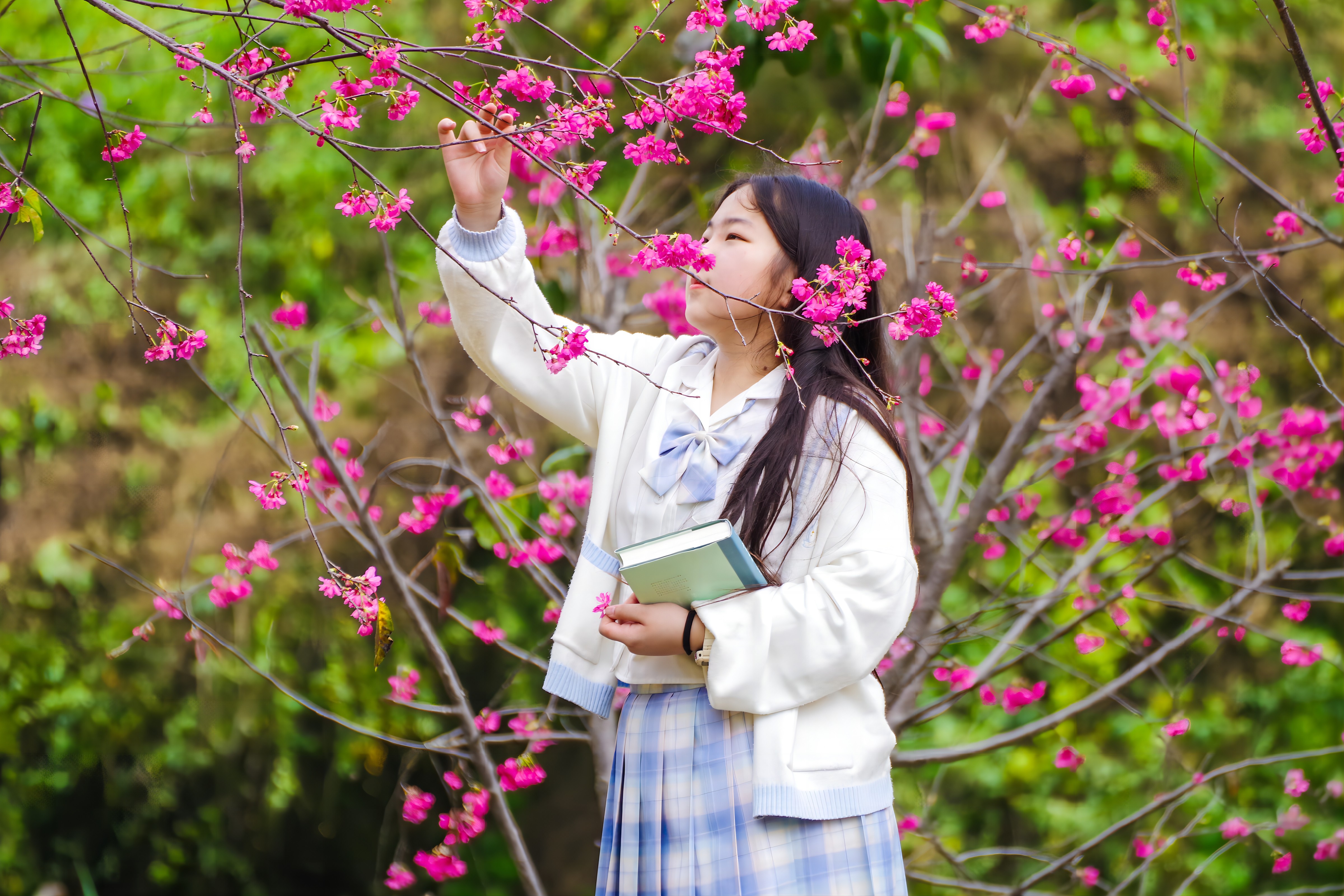 華南國(guó)家植物園里，櫻花和女孩。黃潔 攝