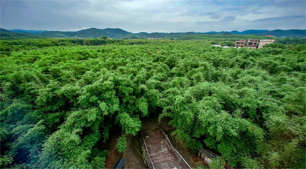 肇慶市廣寧縣橫山鎮(zhèn)羅鍋村竹海