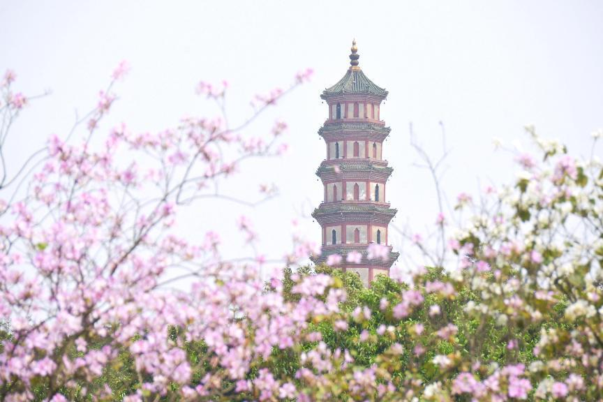 廣州市番禺區(qū)蓮花山蓮花塔。蓮花山古稱石礪山、獅石山，名勝古跡眾多。黃國宏 攝