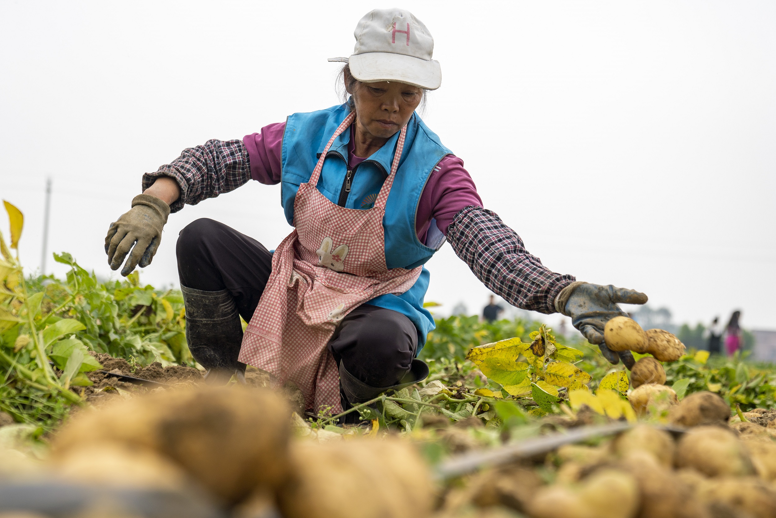 在清遠(yuǎn)市清新區(qū)太平鎮(zhèn)天良村冬種馬鈴薯開挖現(xiàn)場(chǎng)，村民在地里分揀土豆。江元威 攝