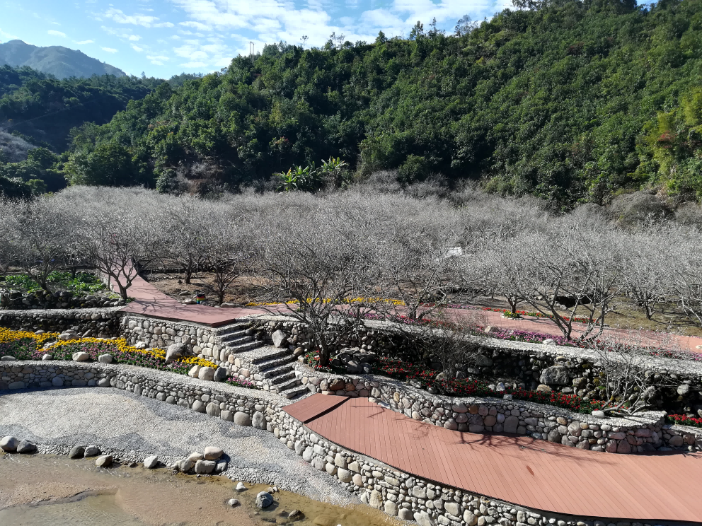 汕尾市陸河縣螺洞世外梅園旅游區(qū)上萬畝梅花爭妍斗艷、清香飄遠(yuǎn)。汕尾市陸河縣委宣傳部供圖