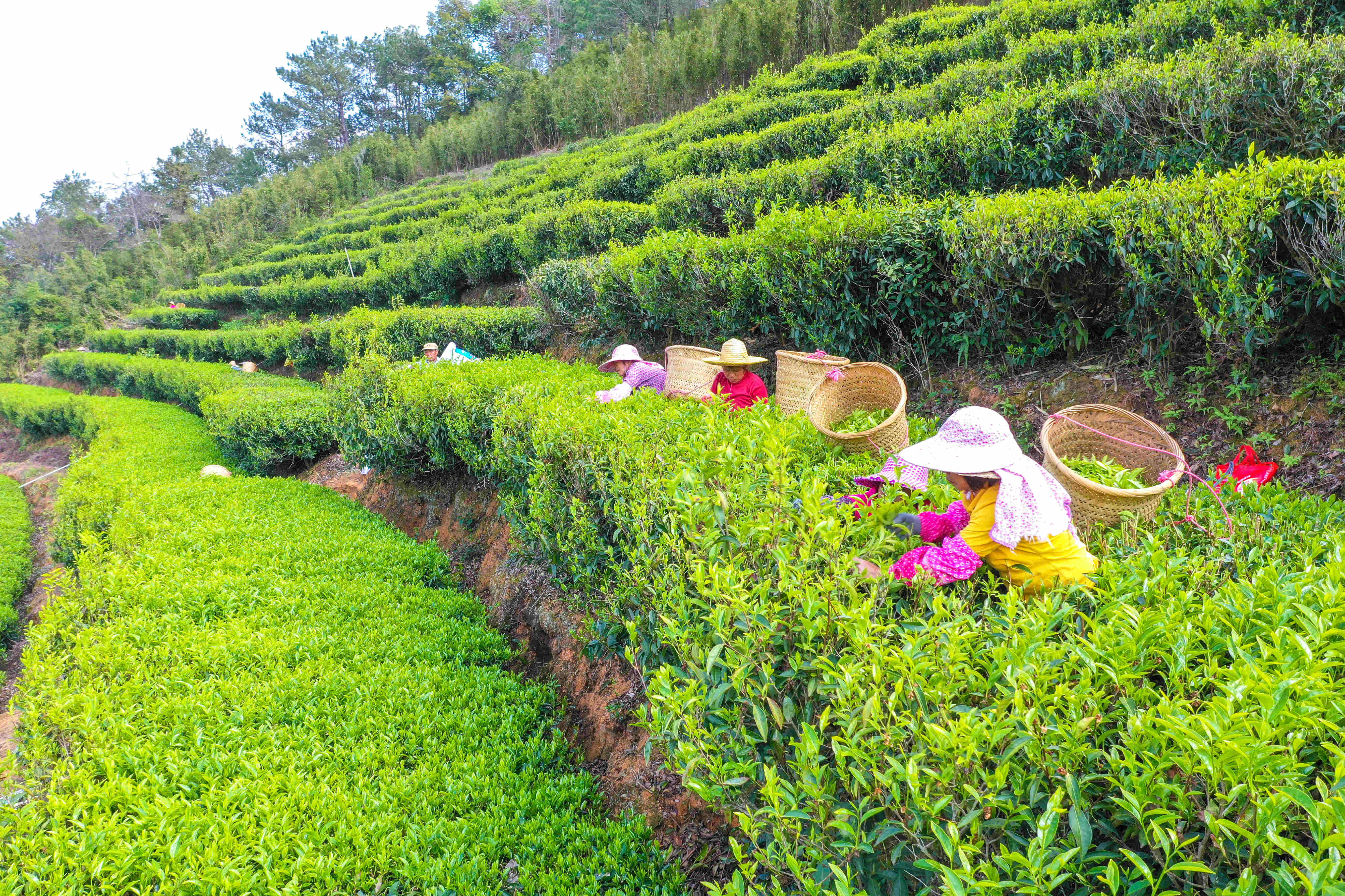 梅州市興寧徑南鎮(zhèn)晨露茶文化旅游產(chǎn)業(yè)園，茶農(nóng)們在茶園采春茶。吳騰江　攝