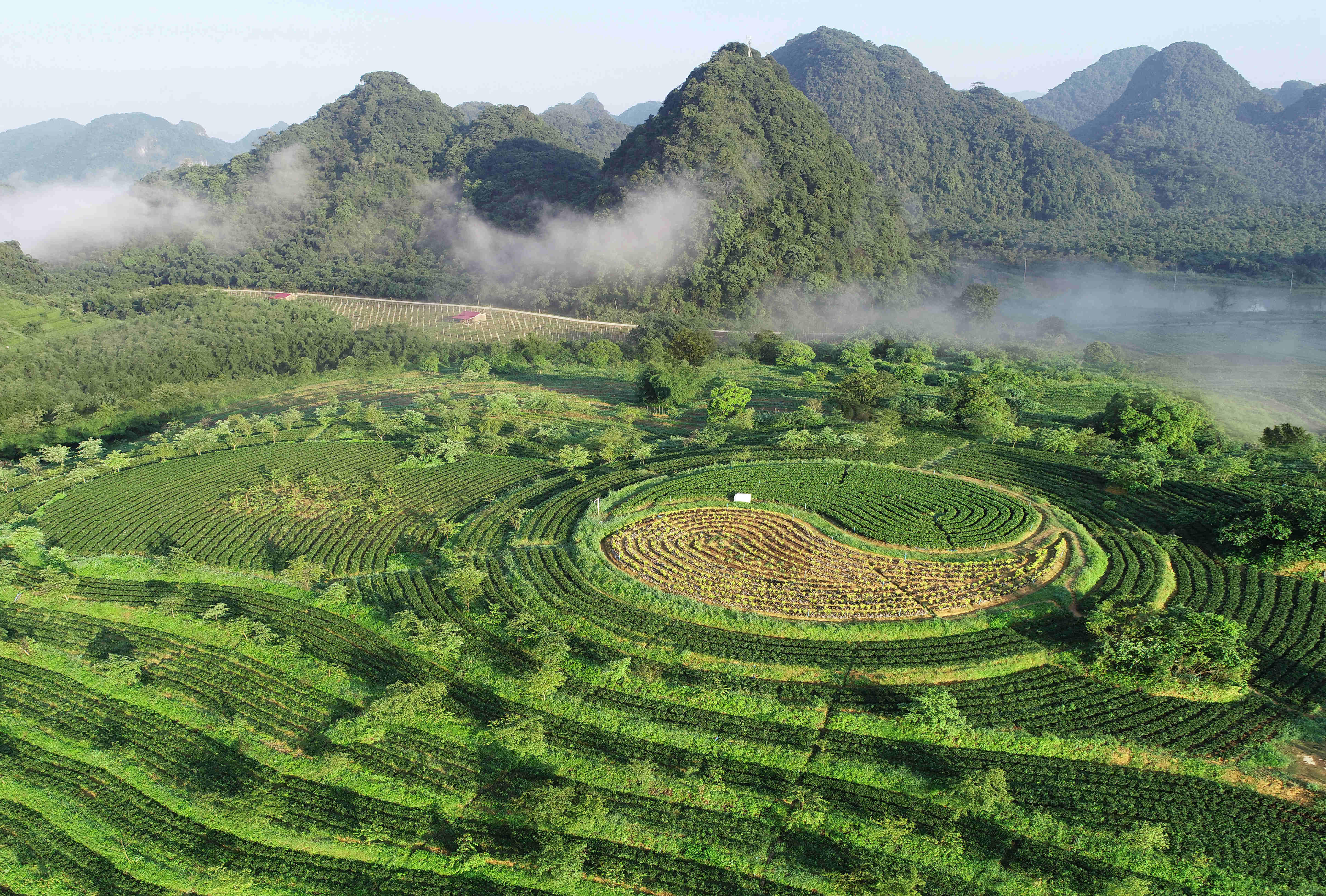 茶園美景。英德市農(nóng)業(yè)農(nóng)村局供圖