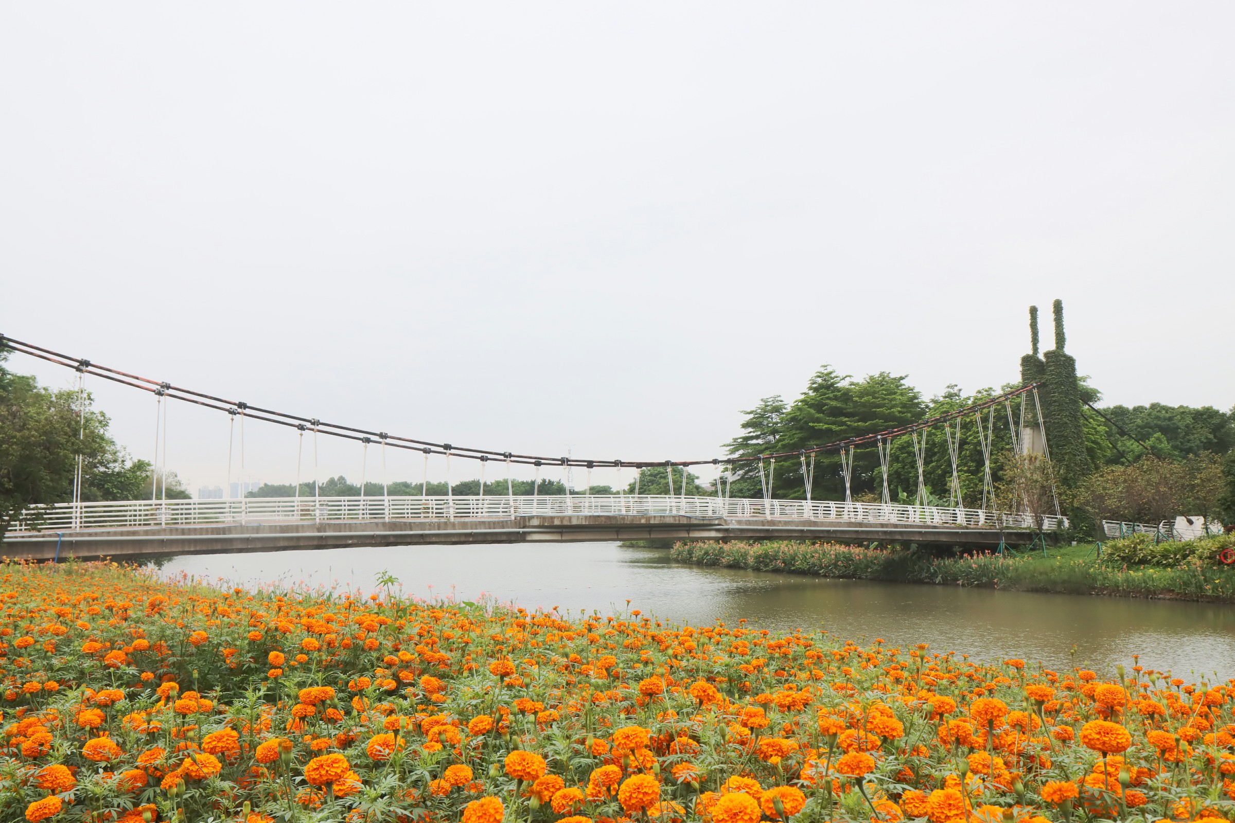 盛開的花好像一幅美麗的夏日風(fēng)景畫。謝惠強(qiáng) 攝