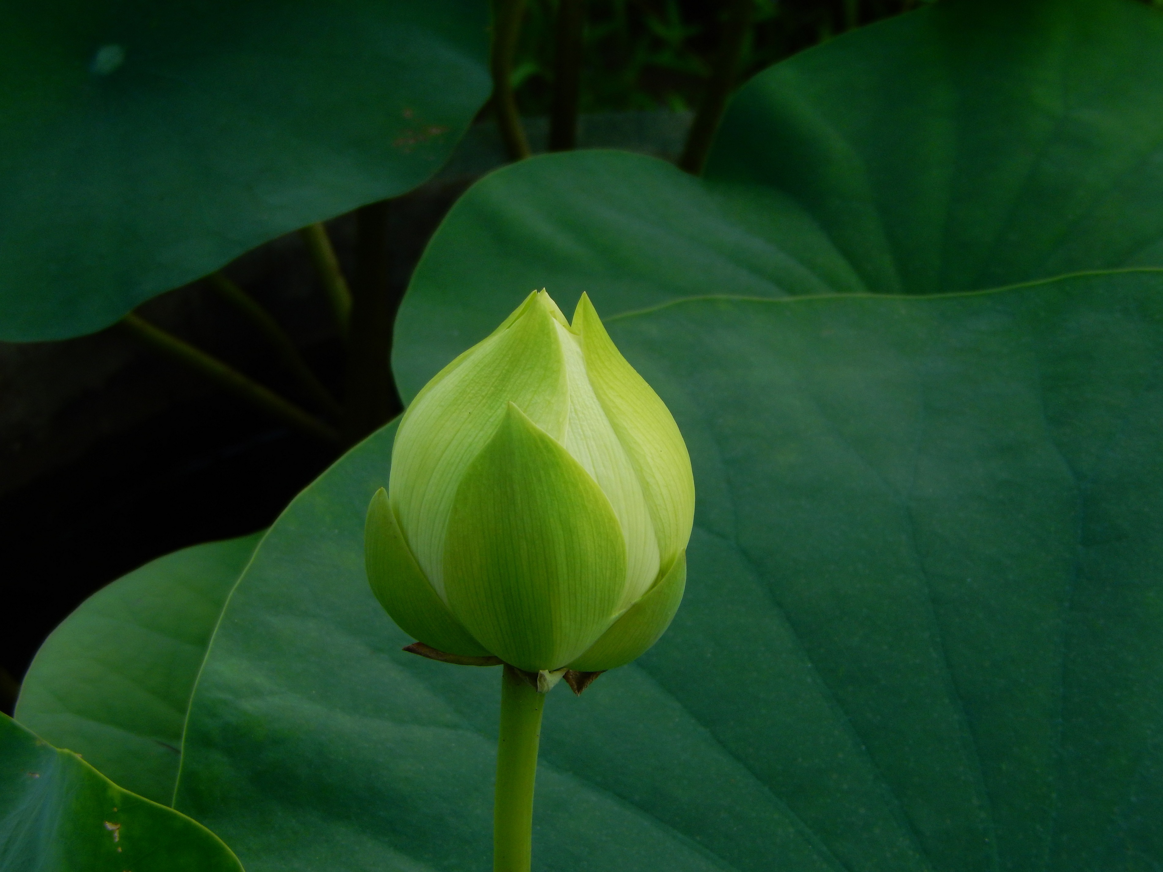 “林亭春靄”。廣州蓮花山旅游區(qū)供圖