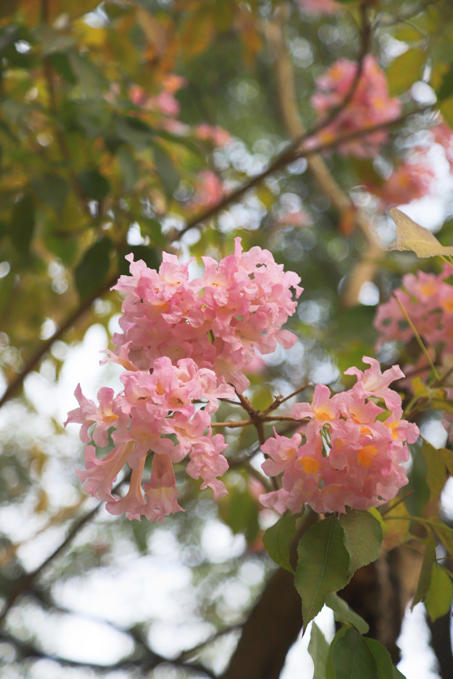 紫花風(fēng)鈴?fù)瑯泳`放在華南農(nóng)業(yè)大學(xué)。黎鴻彬攝