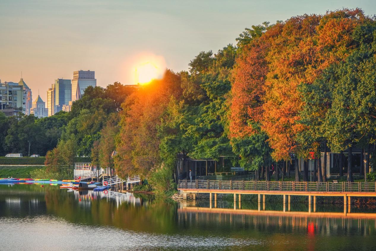 麓湖公園。遠(yuǎn)望風(fēng)景如畫，層林盡染。廣州市林業(yè)和園林局供圖