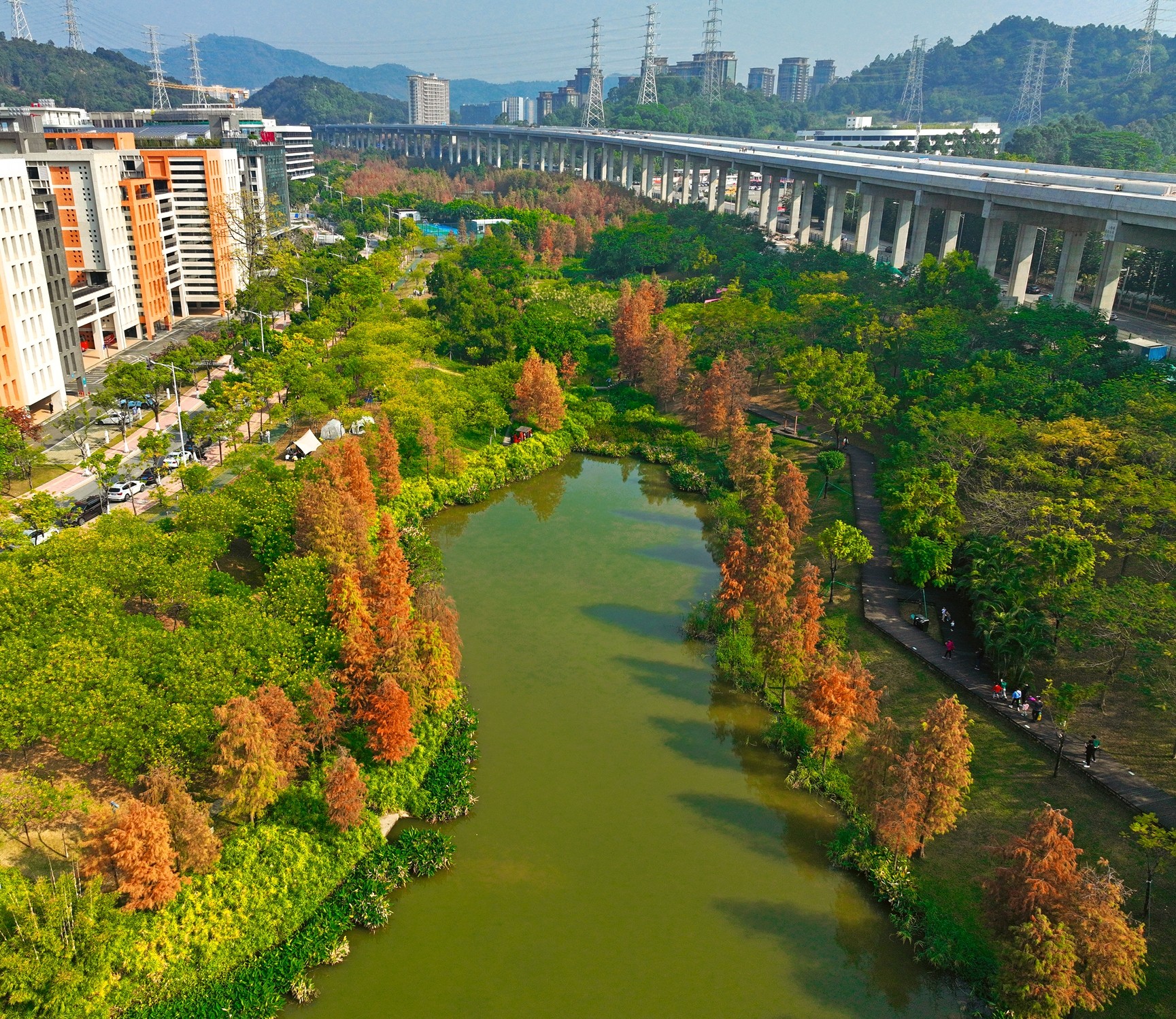 天河濕地公園。游客在杉林中穿梭、游玩。何小茹攝