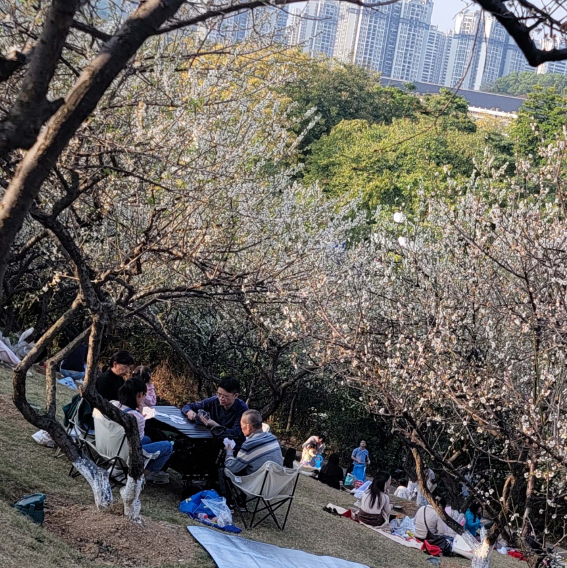 蘿崗香雪公園內(nèi)，市民坐在一片梅花中，享受美好的休閑時光。人民網(wǎng) 寧玉瑛攝