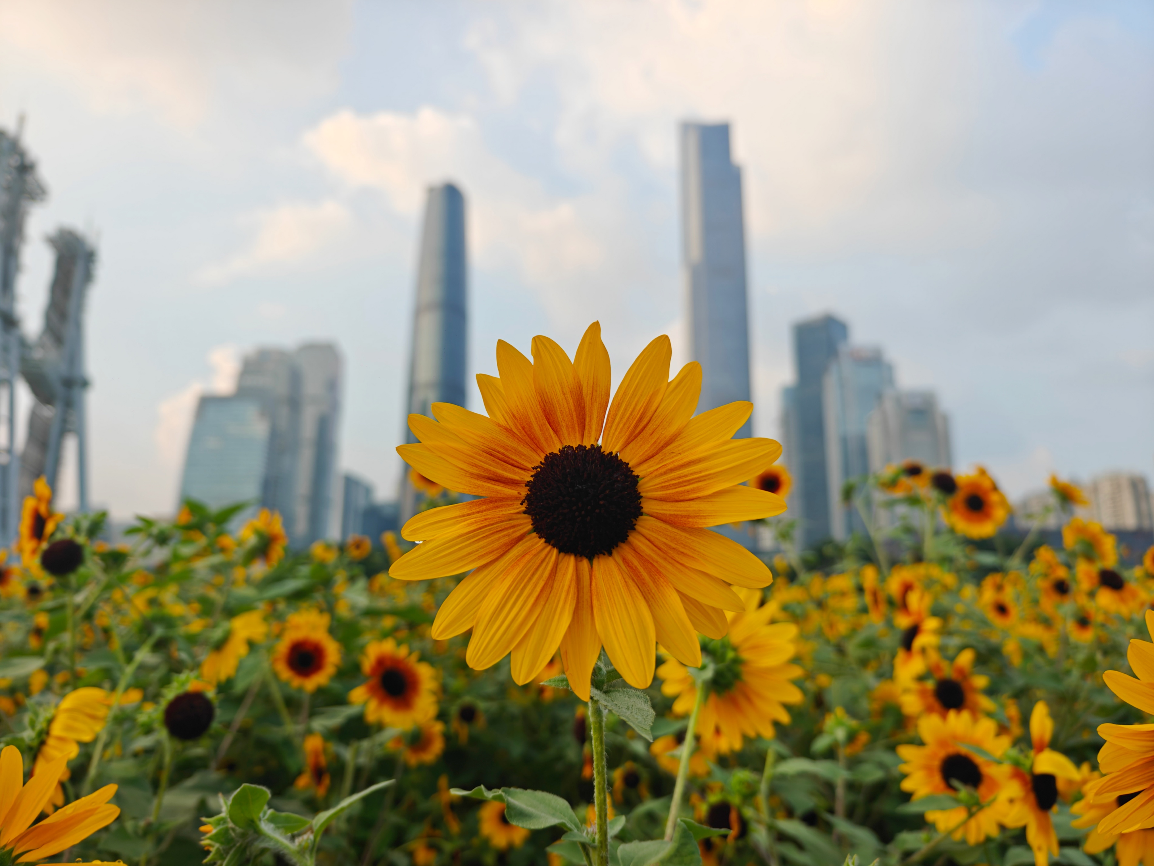 國慶假期，在廣州市海心沙亞運(yùn)公園，向日葵盛開。人民網(wǎng) 王雅蝶攝